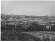 vista di branca 1950