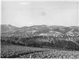 vista di branca 1950